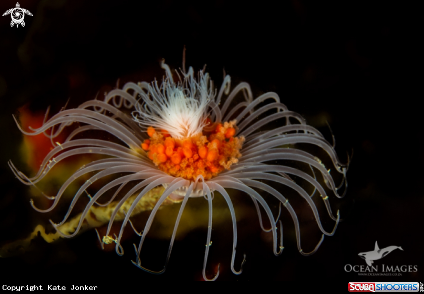 A Tubular Hydroid