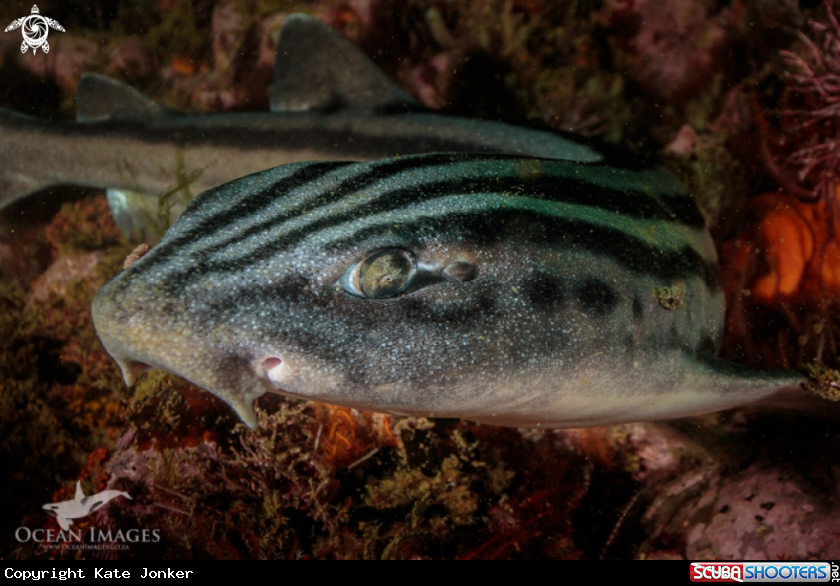 A Pyjama Catshark