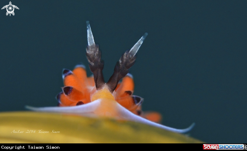 A Nudi