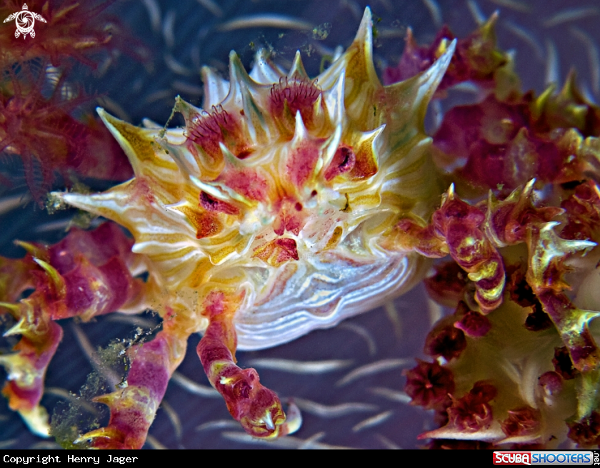 A Candy Crab