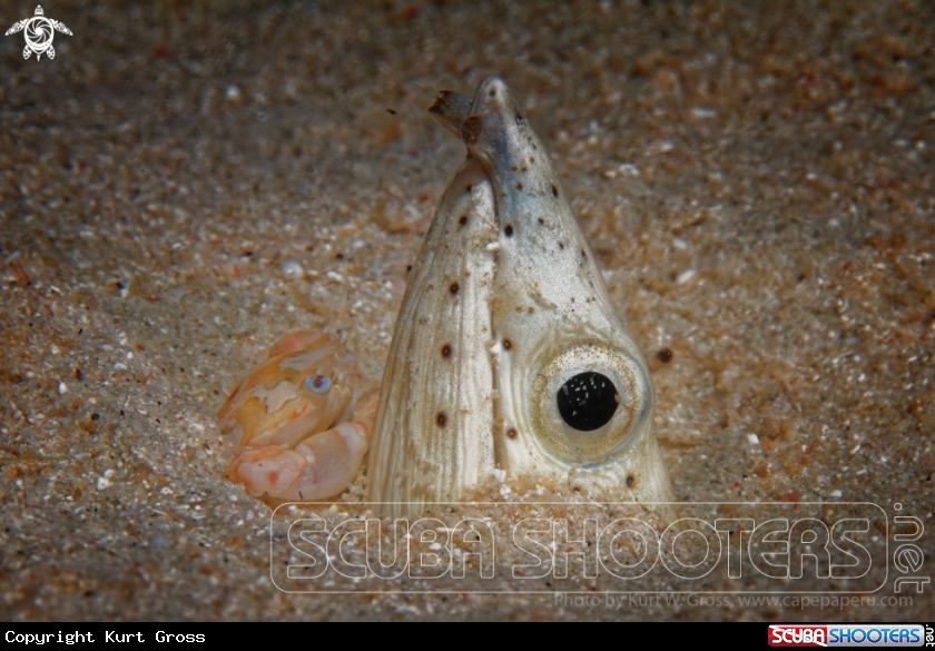 A Snake eel with porzellan crab