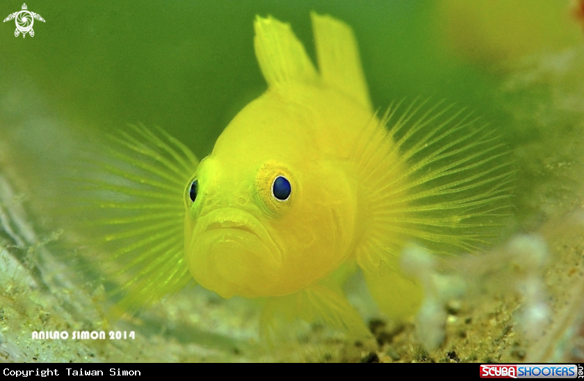A Yellow Gobby