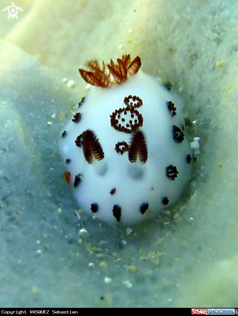 A Jorunna funebris 
