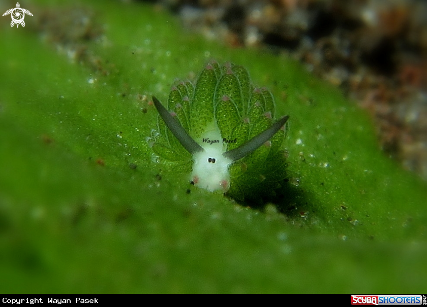 A costasiella