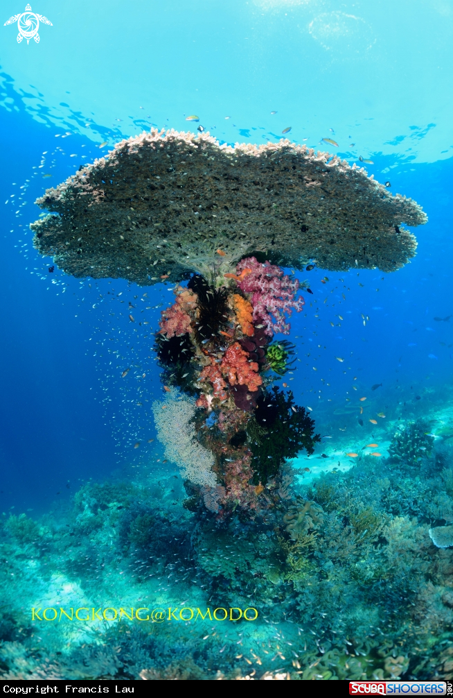 A Reef