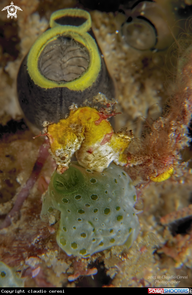 A pigmy ponthoi
