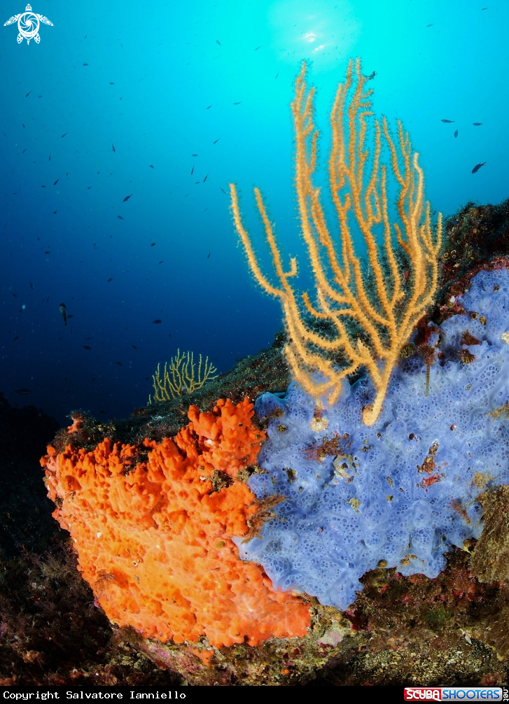 A underwater creature