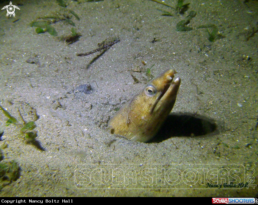 A snake eel