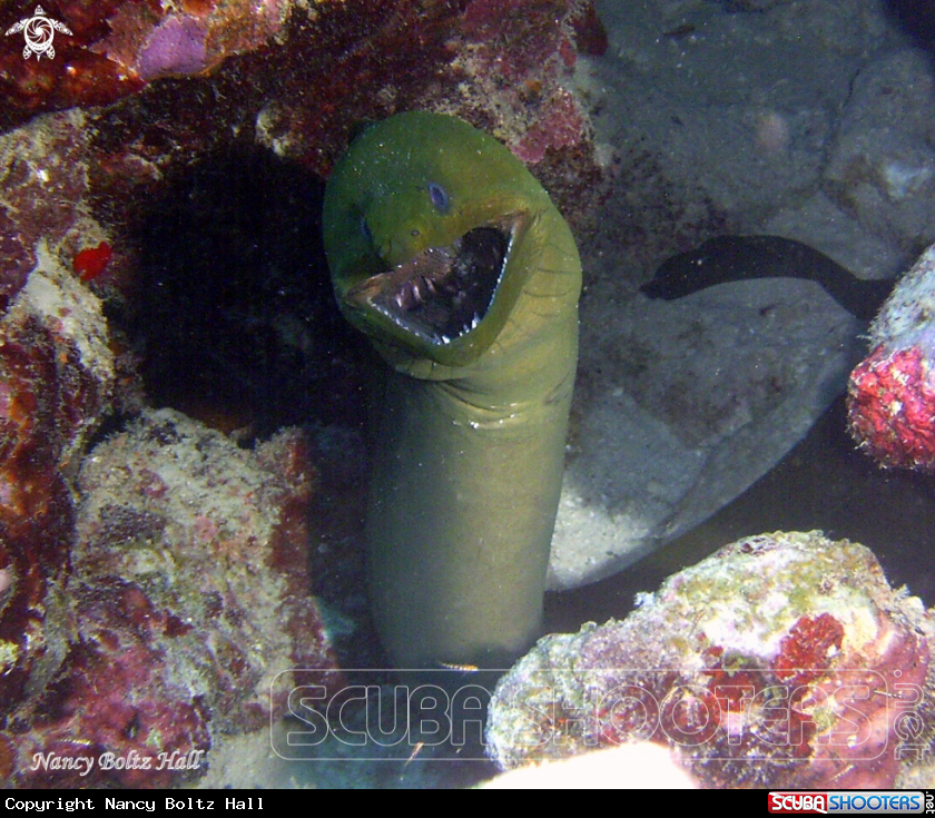 A Green Moray eel