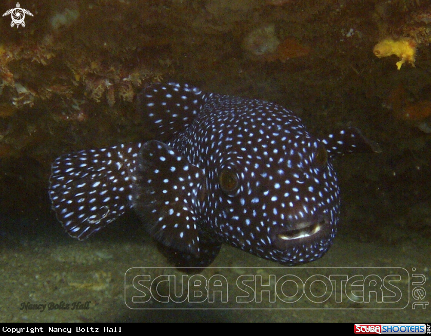 A guineafowl puffer