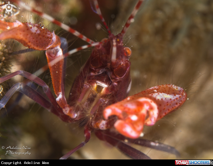 A Pistol shrimp