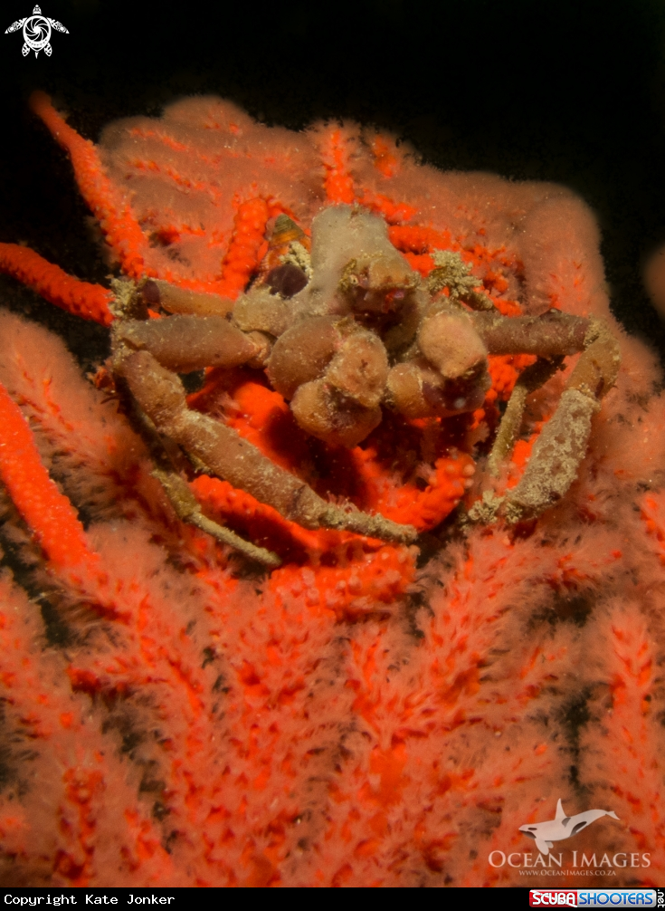 A Hotlips Spider Crab