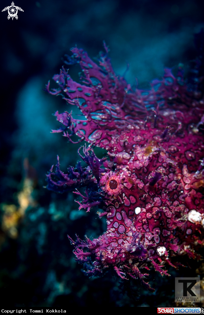 A Weedy Scorpionfish