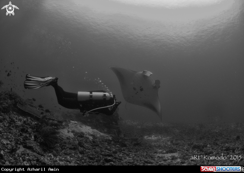 A Manta Ray