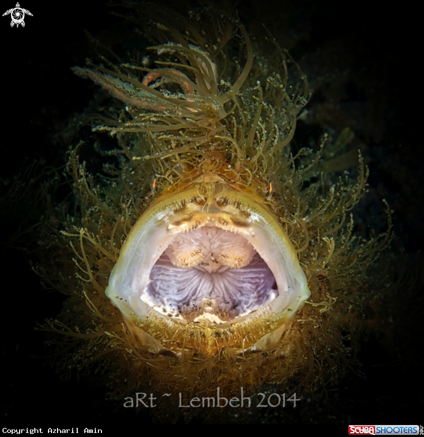 A Hairy Frogfish