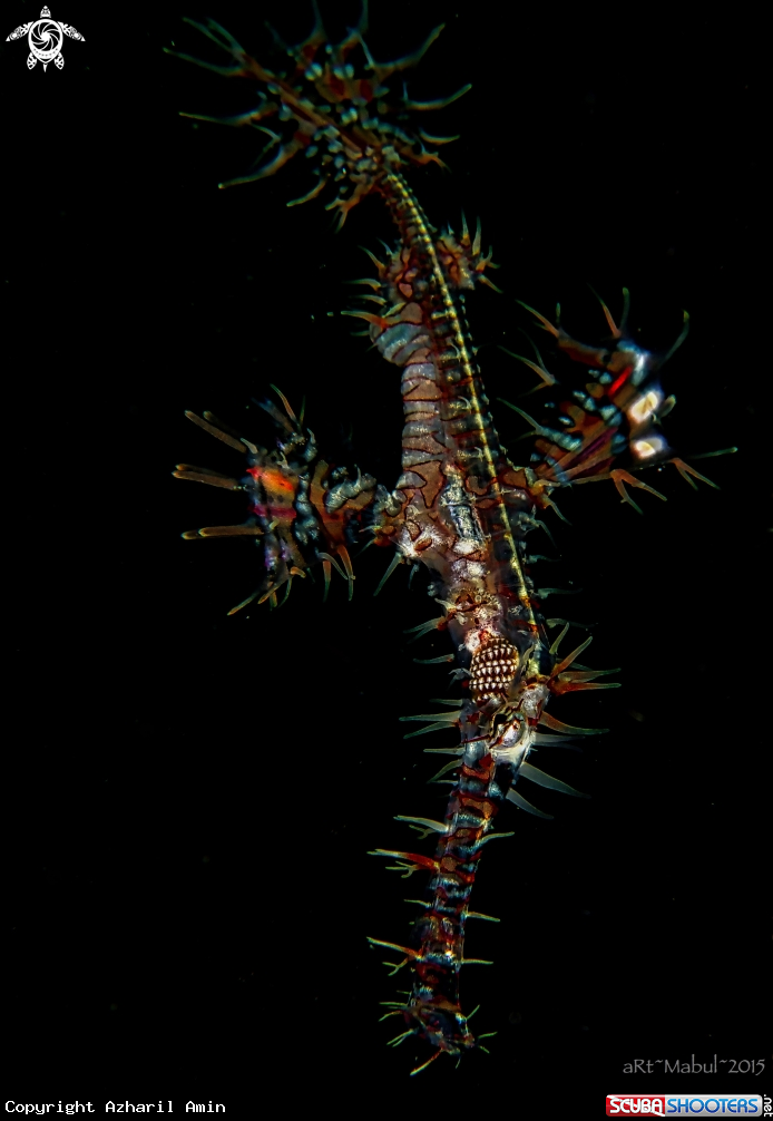 A Ghost Pipefish