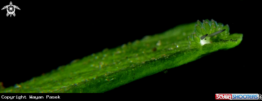 A costasiella sp