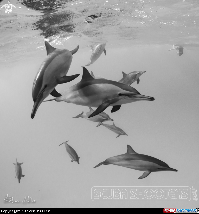 A Spinner Dolphins