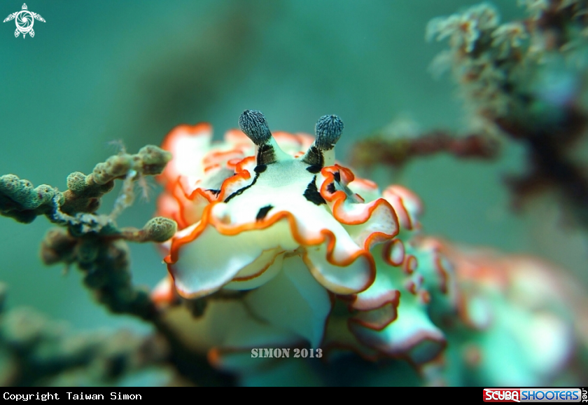A Nudi
