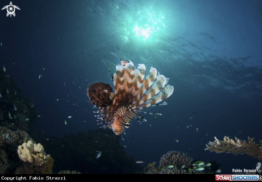 A Lionfish