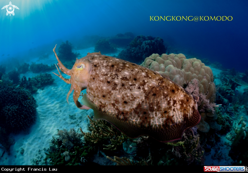 A Cuttlefish