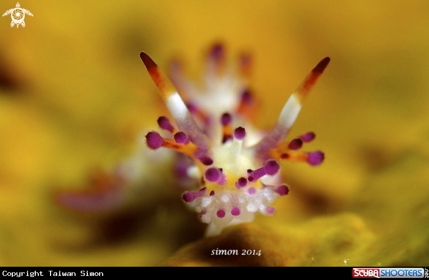 A Nudi