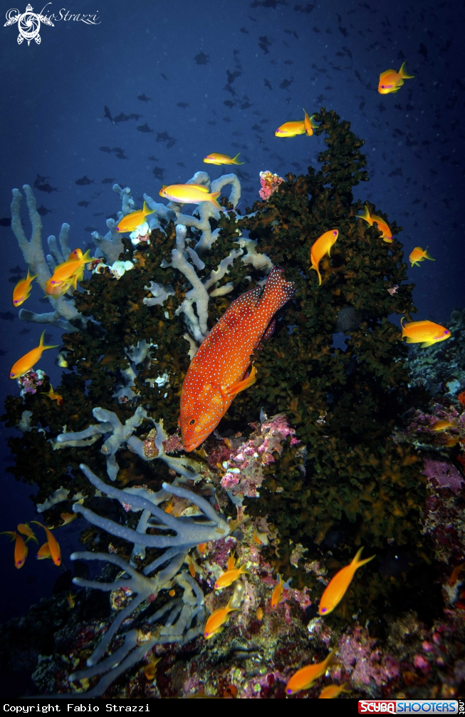 A Reef
