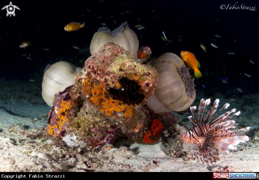 A Reef 