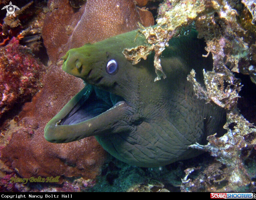 A Green Moray 