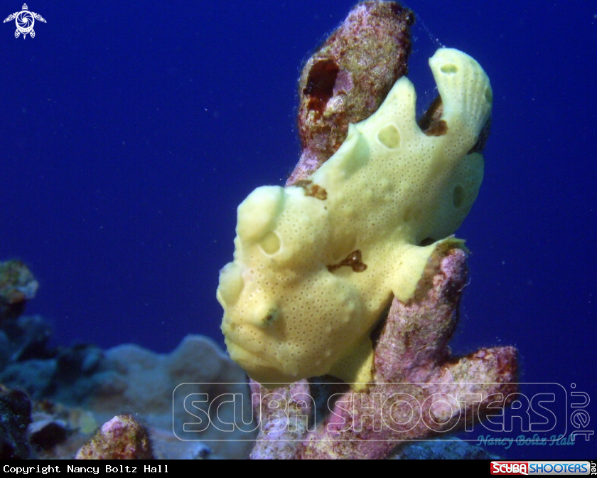 A Frogfish