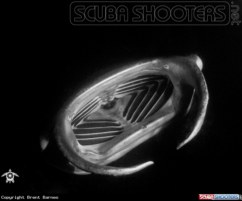 A Manta Ray