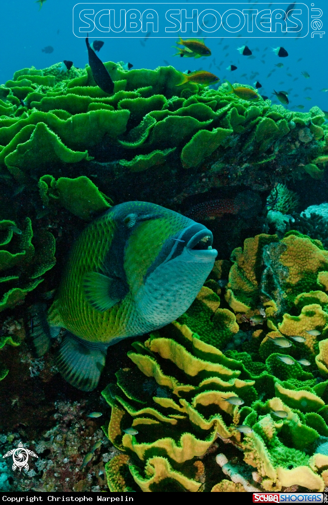 A Titan Triggerfish