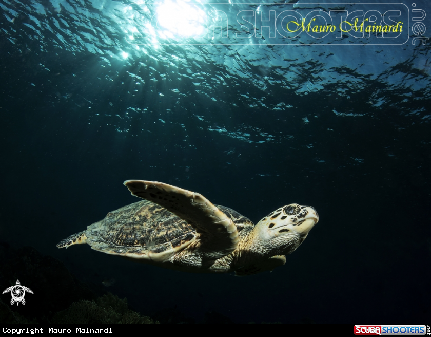 A Turtle