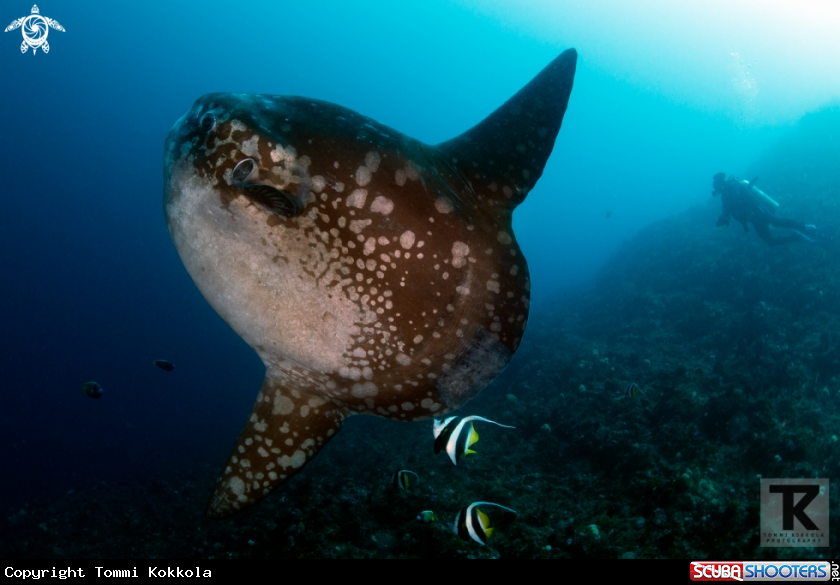 A Ocean sunfish