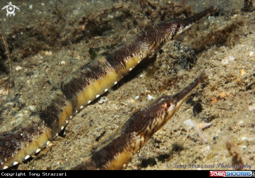 A Tiger pipefish