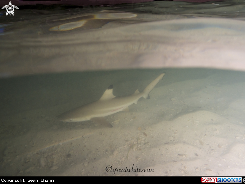 A Blacktip Reef Shark