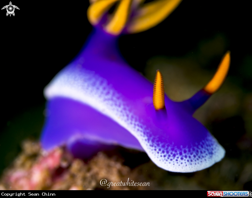 A Nudibranch