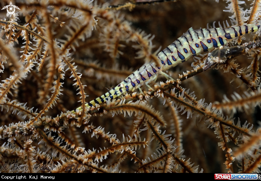 A Banded Tozeuma Shrimp