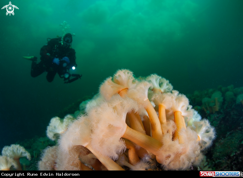 A Scuba diver