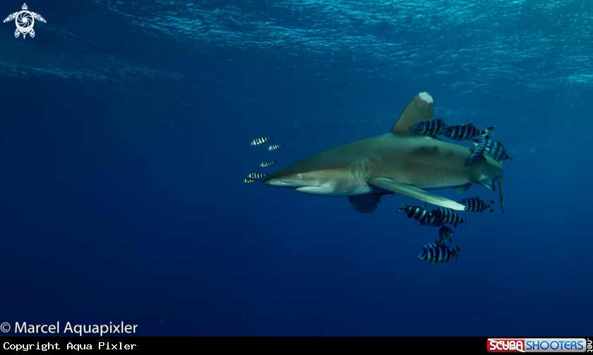 A Oceanic White Tip Shark