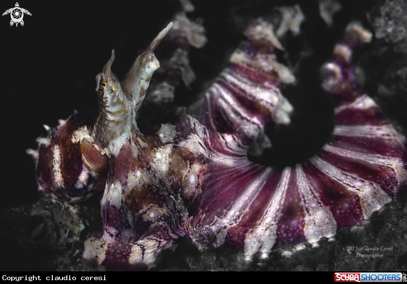 A Wunderpus