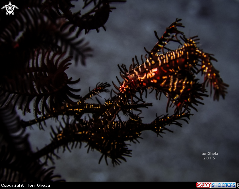 A Ornate ghost pipefish