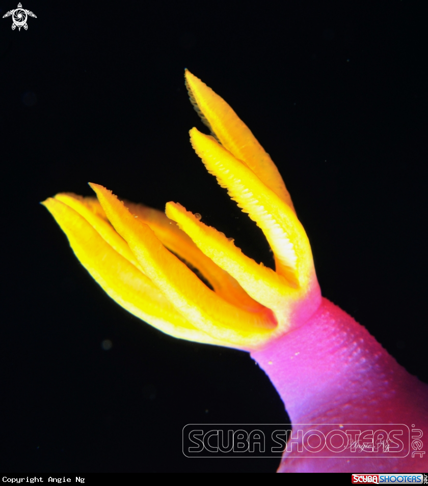 A Nudibranchs 