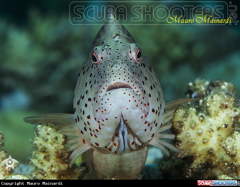 A Hawk fish Forster