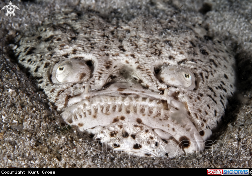 A Marbled Star Gazer