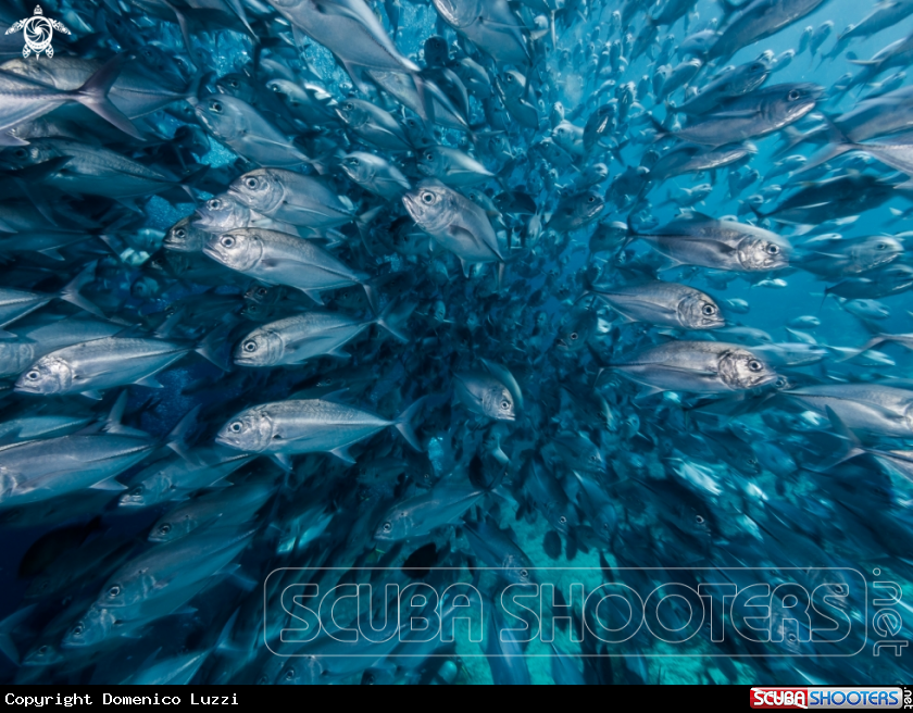 A Barcheeks trevally