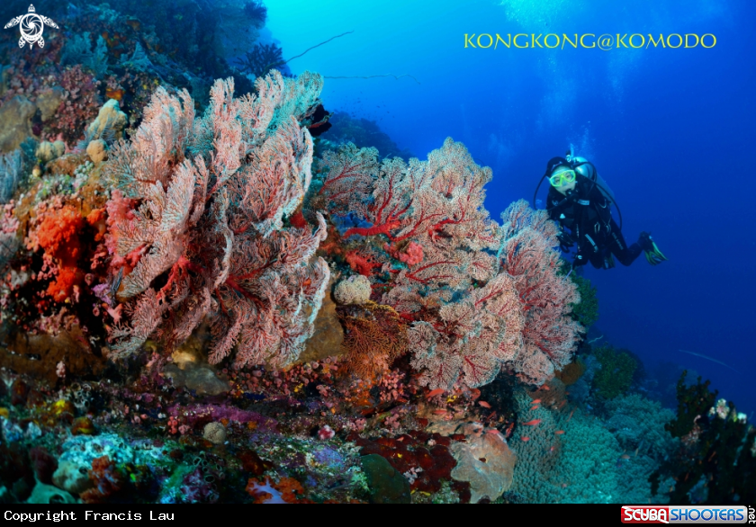 A Gorgonians