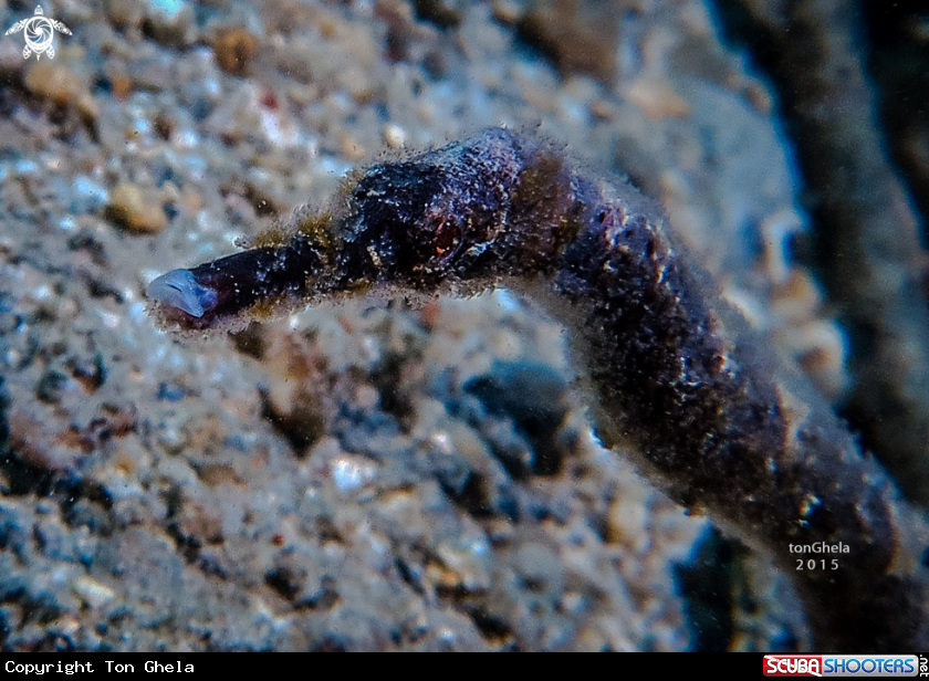 A Long nosed pipefish