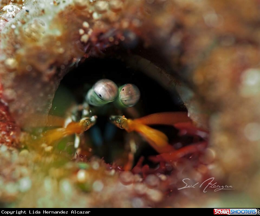 A Mantis Shrimp