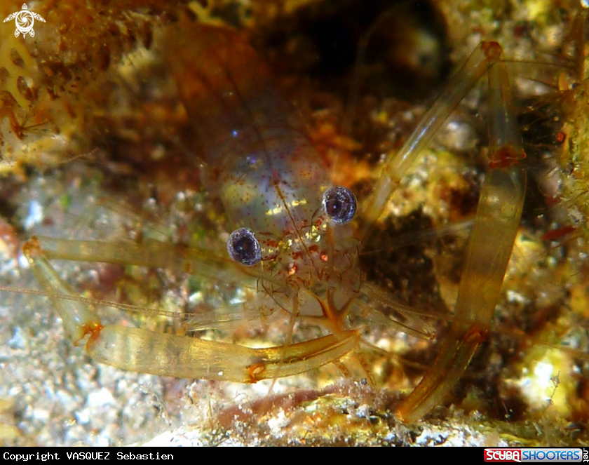 A Shrimp